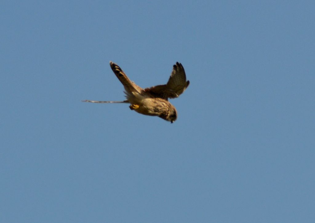 Ad ali spiegate, il sogno di Icaro.